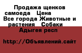 Продажа щенков самоеда › Цена ­ 40 000 - Все города Животные и растения » Собаки   . Адыгея респ.